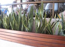 Kwikfynd Indoor Planting
gascoynejunction