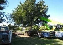 Kwikfynd Tree Management Services
gascoynejunction