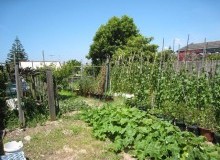 Kwikfynd Vegetable Gardens
gascoynejunction